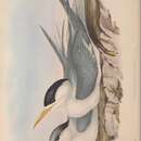 Image of Thalasseus bergii cristatus (Stephens 1826)