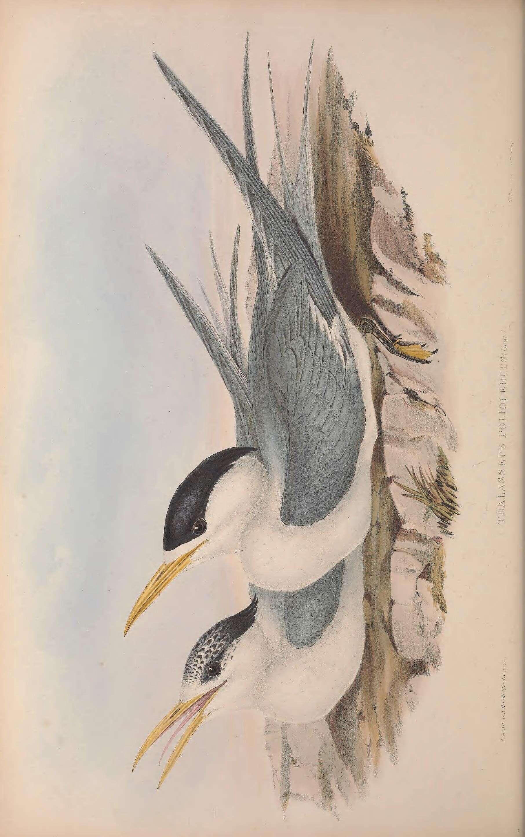 Image of Thalasseus bergii cristatus (Stephens 1826)