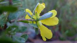 Image of Hibbertia obtusifolia DC.