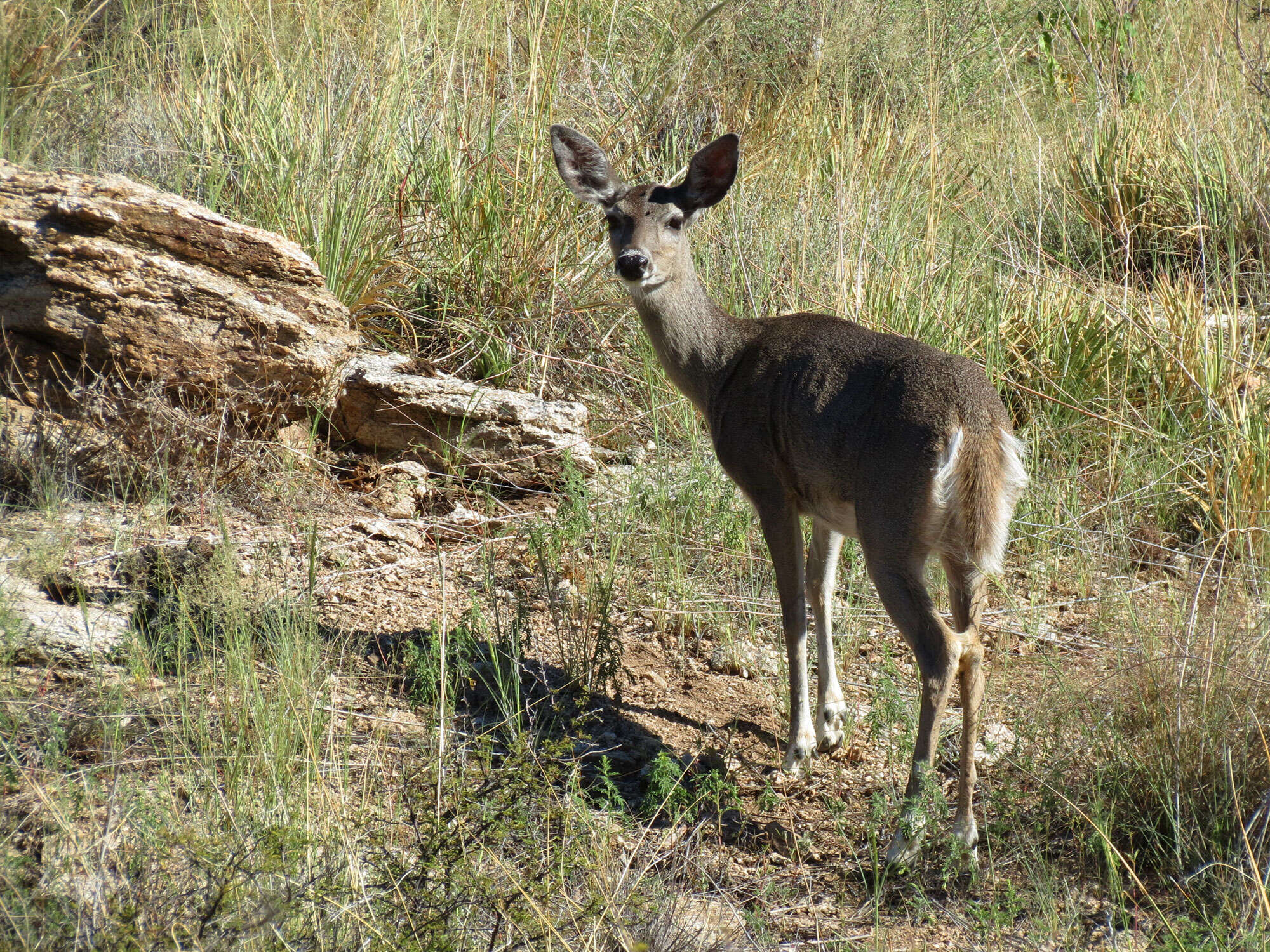 Image of Capreolinae