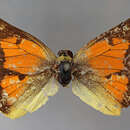 Image of Colias ponteni Wallengren 1860