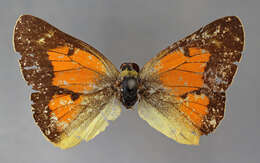 Image of Colias ponteni Wallengren 1860