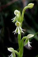 صورة Habenaria juruenensis Hoehne