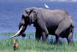 Image of African elephant