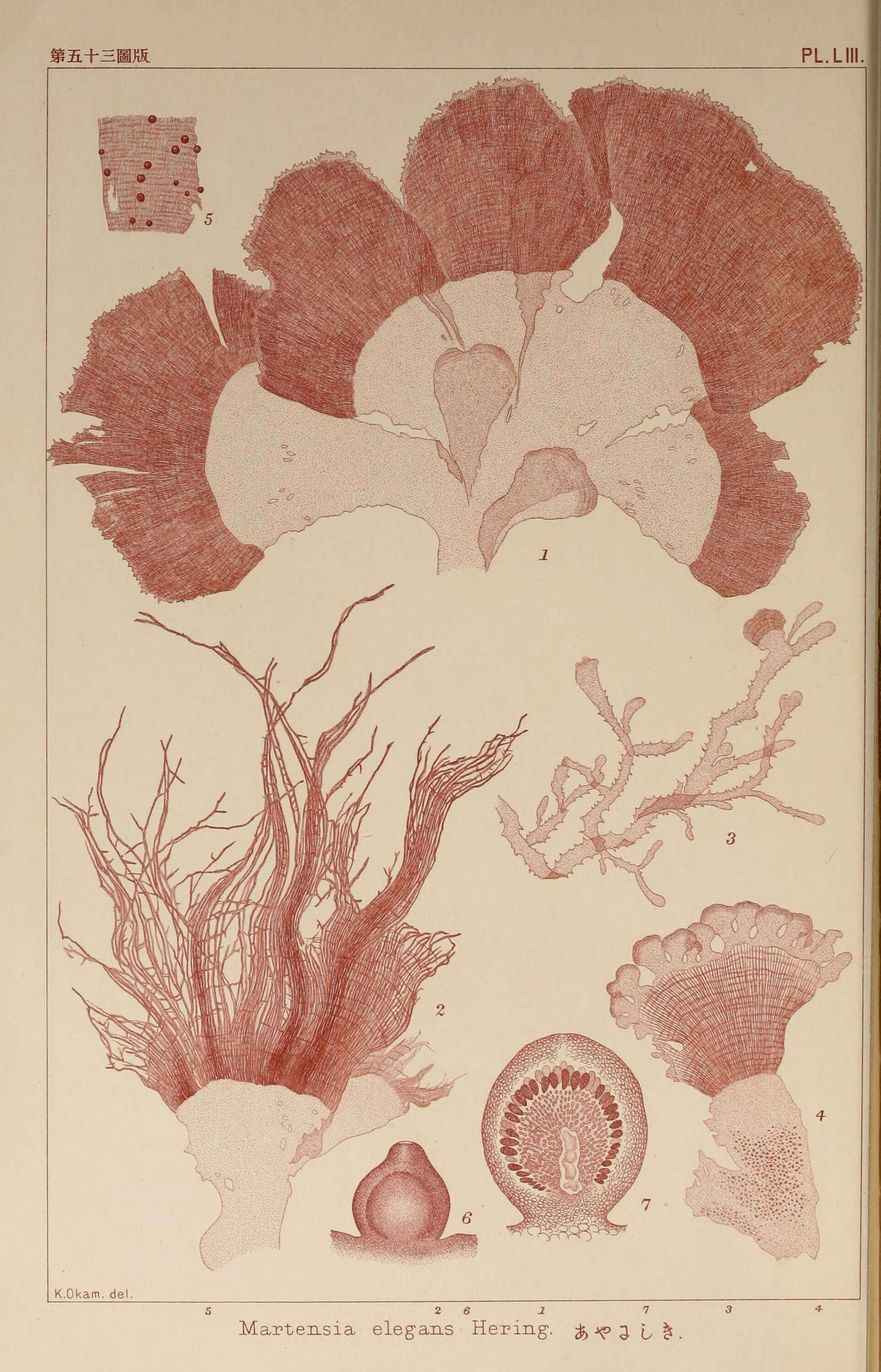 Imagem de Martensia K. Hering 1841