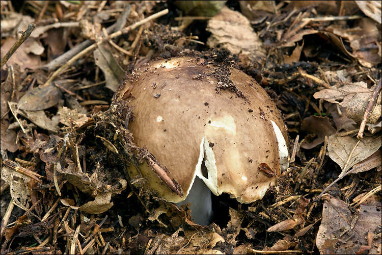 Russula integra (L.) Fr. 1838 resmi