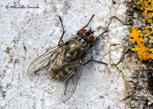 Sivun Dasyphora albofasciata (Macquart & Berthelot 1839) kuva