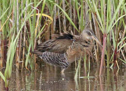 Image of Mangrove Rail