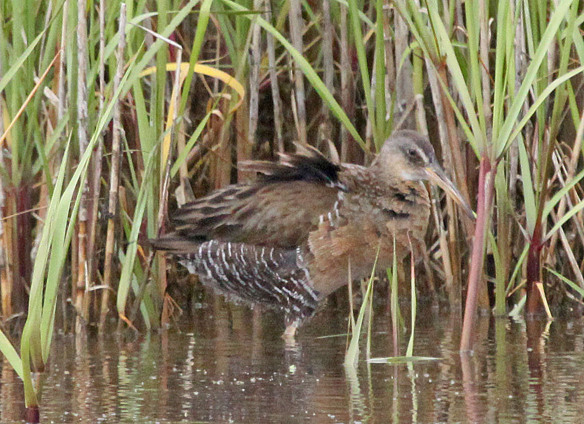 Image of Mangrove Rail