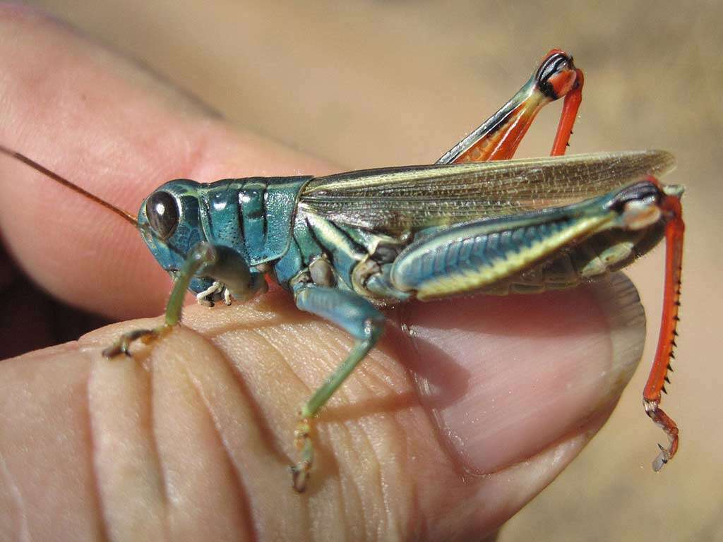 Image of Melanoplus thomasi Scudder & S. H. 1897