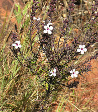 Image of Sopubia mannii Skan