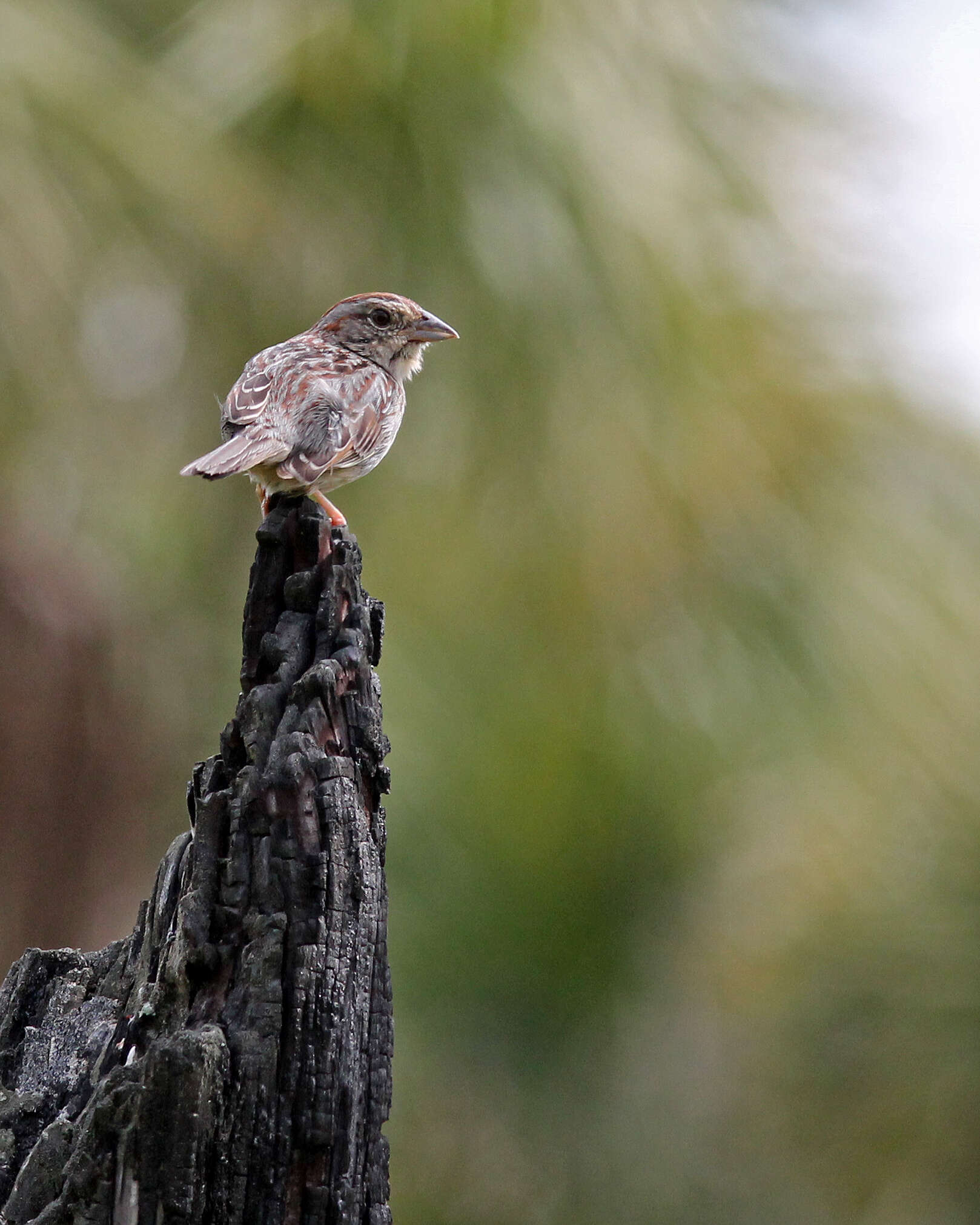 Image of Peucaea Audubon 1839