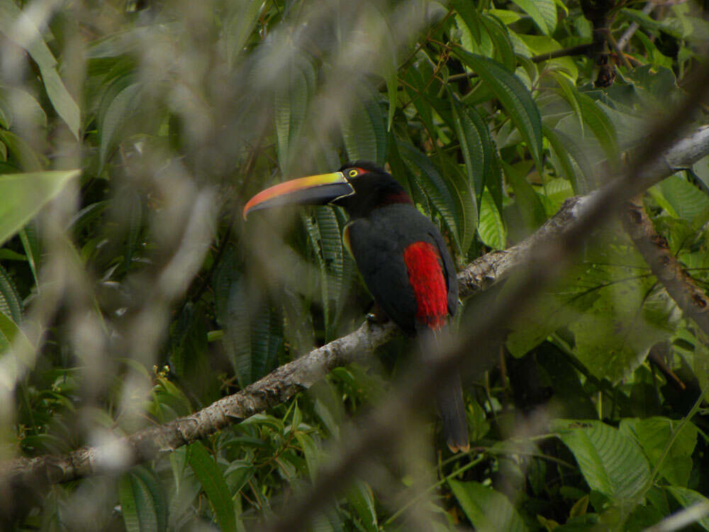 Image of Fiery-billed Aracari