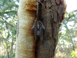 Image of Eriophora