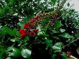 Image of Coral tree