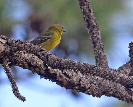 Image of Pine Warbler