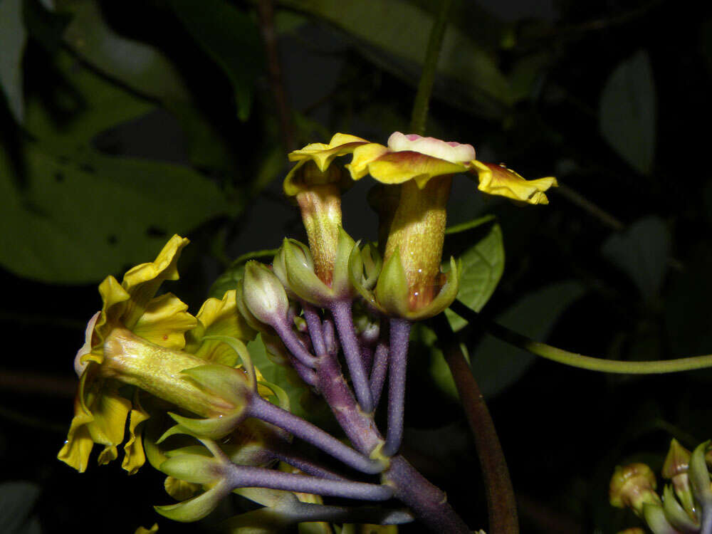 Image of Prestonia longifolia (Sessé & Moç.) J. F. Morales