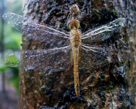 Image of Rainpool Gliders