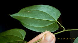 Image of Dioscorea marginata Griseb.