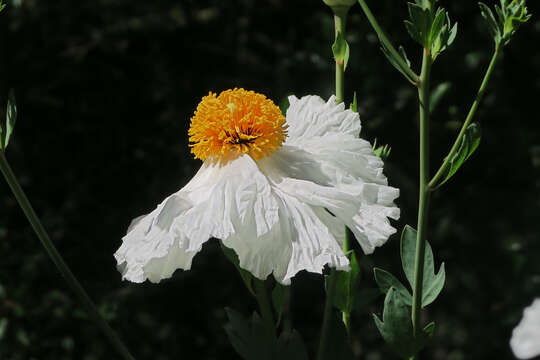 Image of Coulter's Matilija poppy