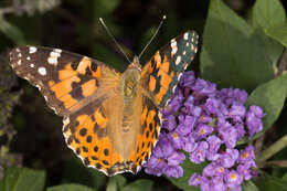 Image of Butterfly Bush