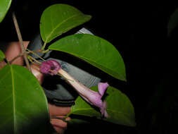 Image of Dolichandra steyermarkii (Sandwith) L. G. Lohmann