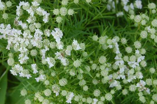 Image of narrowleaf mountainmint