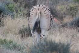 Image of zebra