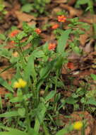 Image of Scarlet Yellow-Loosestrife