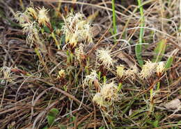 Imagem de Carex humilis Leyss.