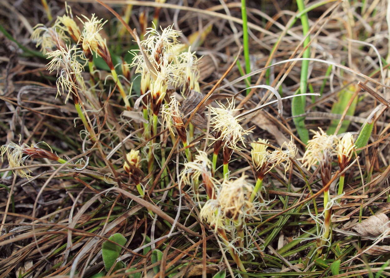 Imagem de Carex humilis Leyss.