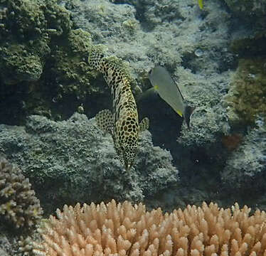 Image of Hexagon grouper