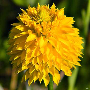 Image of Yellow batchelor's button