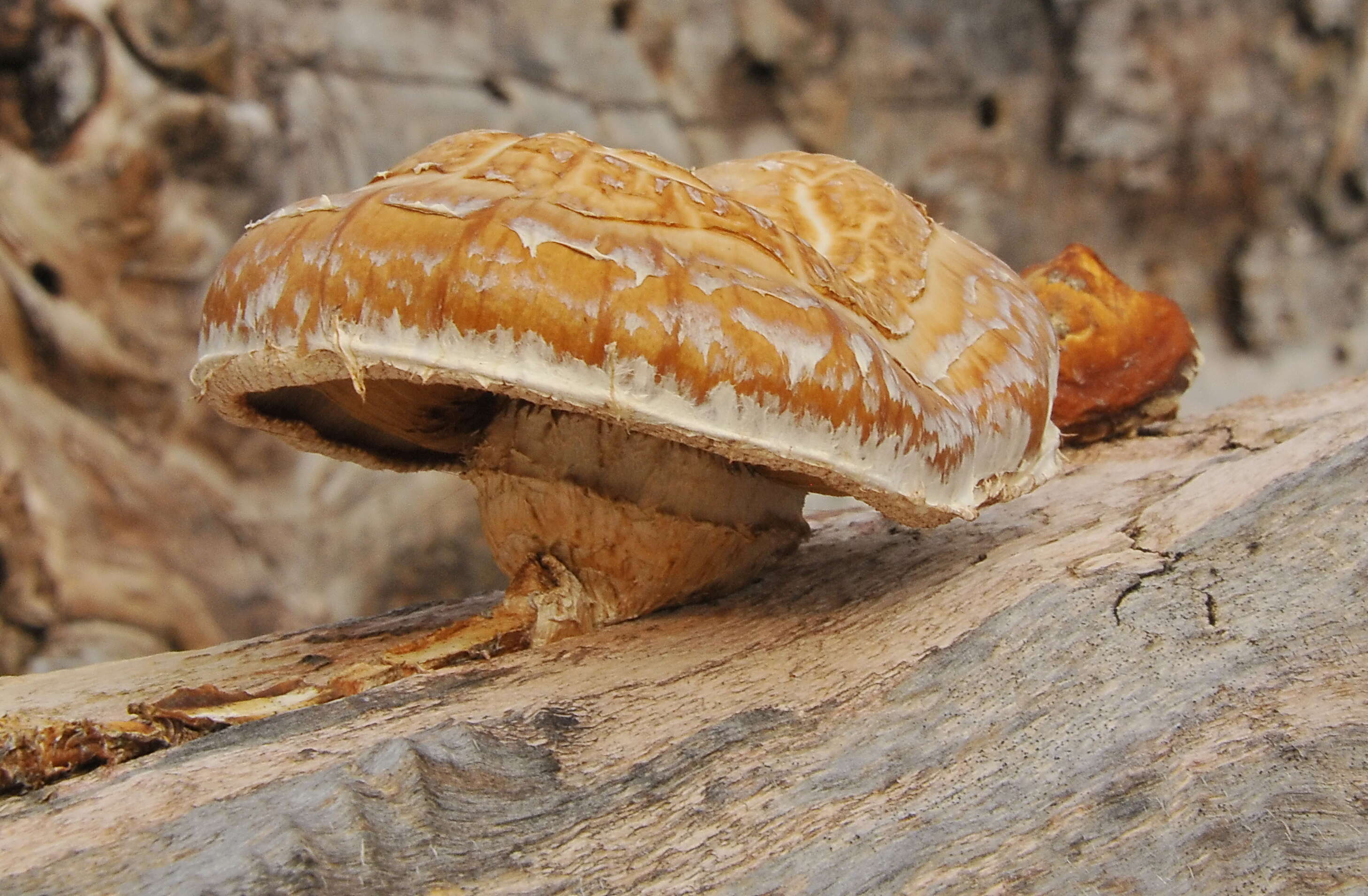 Image of Hemipholiota