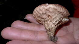 Image of Calvatia