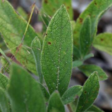 Image of Ruellia rufipila Rizzini