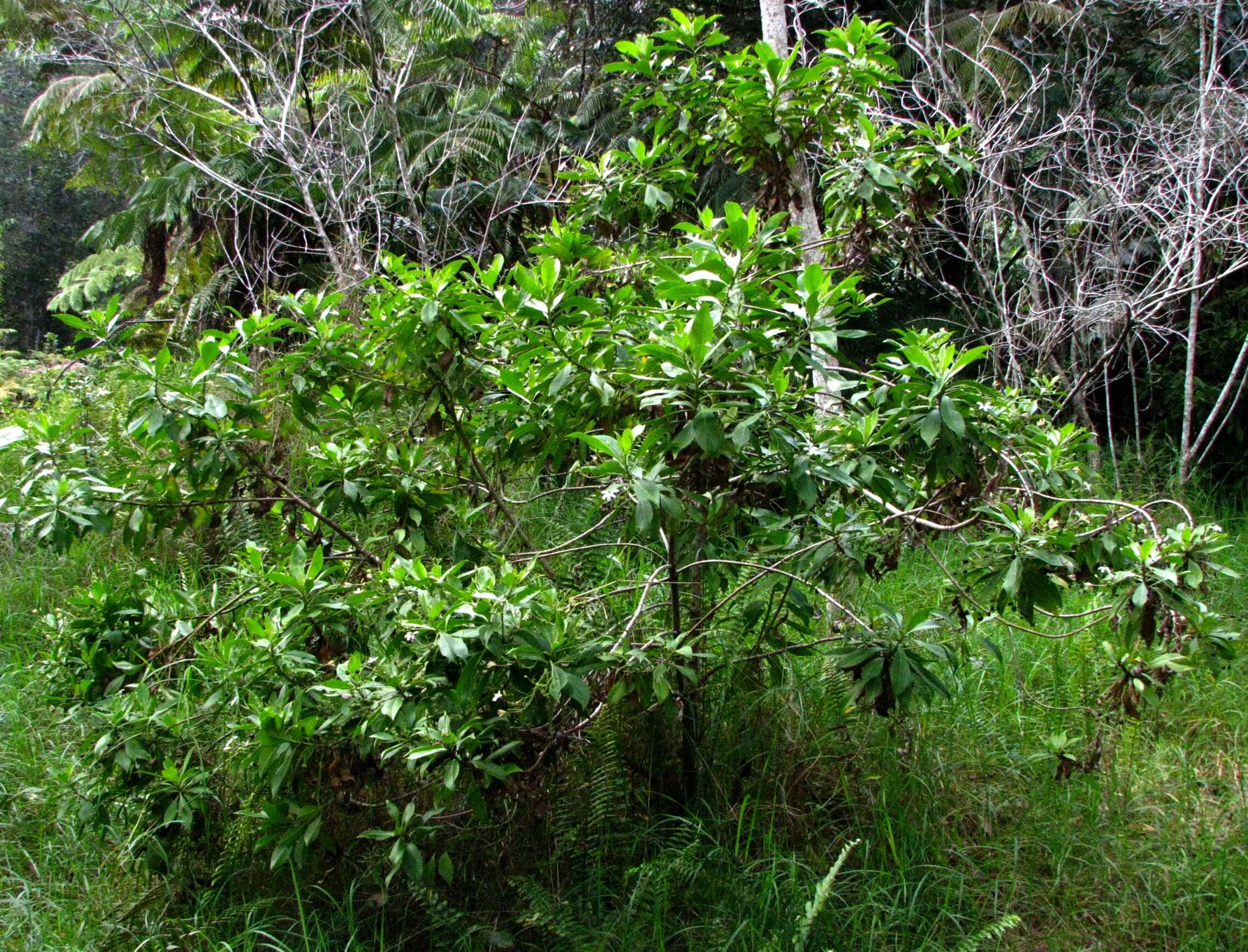 Imagem de Scaevola chamissoniana Gaud.