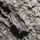 Image of Chevron blenny