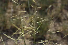 Image of dropseed