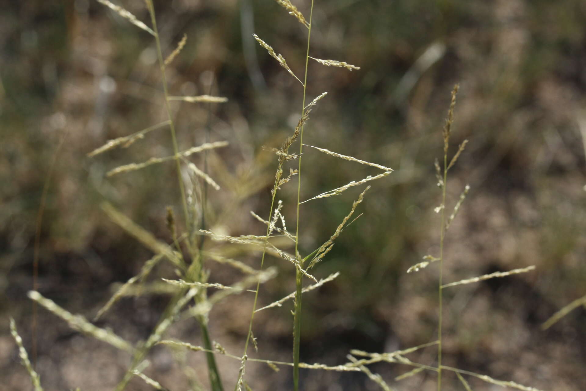 Image of sand dropseed