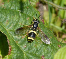 Image de Chrysotoxum bicinctum (Linnaeus 1758)