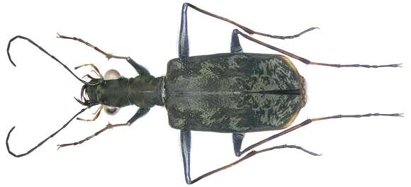 Image of Leptognatha (Leptognatha) fuscilabris Rivalier 1972