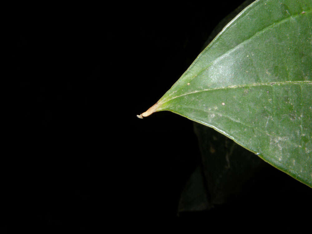 Image of Miconia hondurensis Donn. Sm.