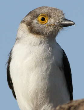 Prionops plumatus (Shaw 1809)的圖片