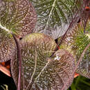 Image of Streptocarpus haygarthii N. E. Brown ex C. B. Clarke