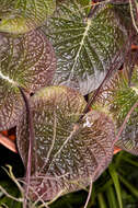 Image of Streptocarpus haygarthii N. E. Brown ex C. B. Clarke