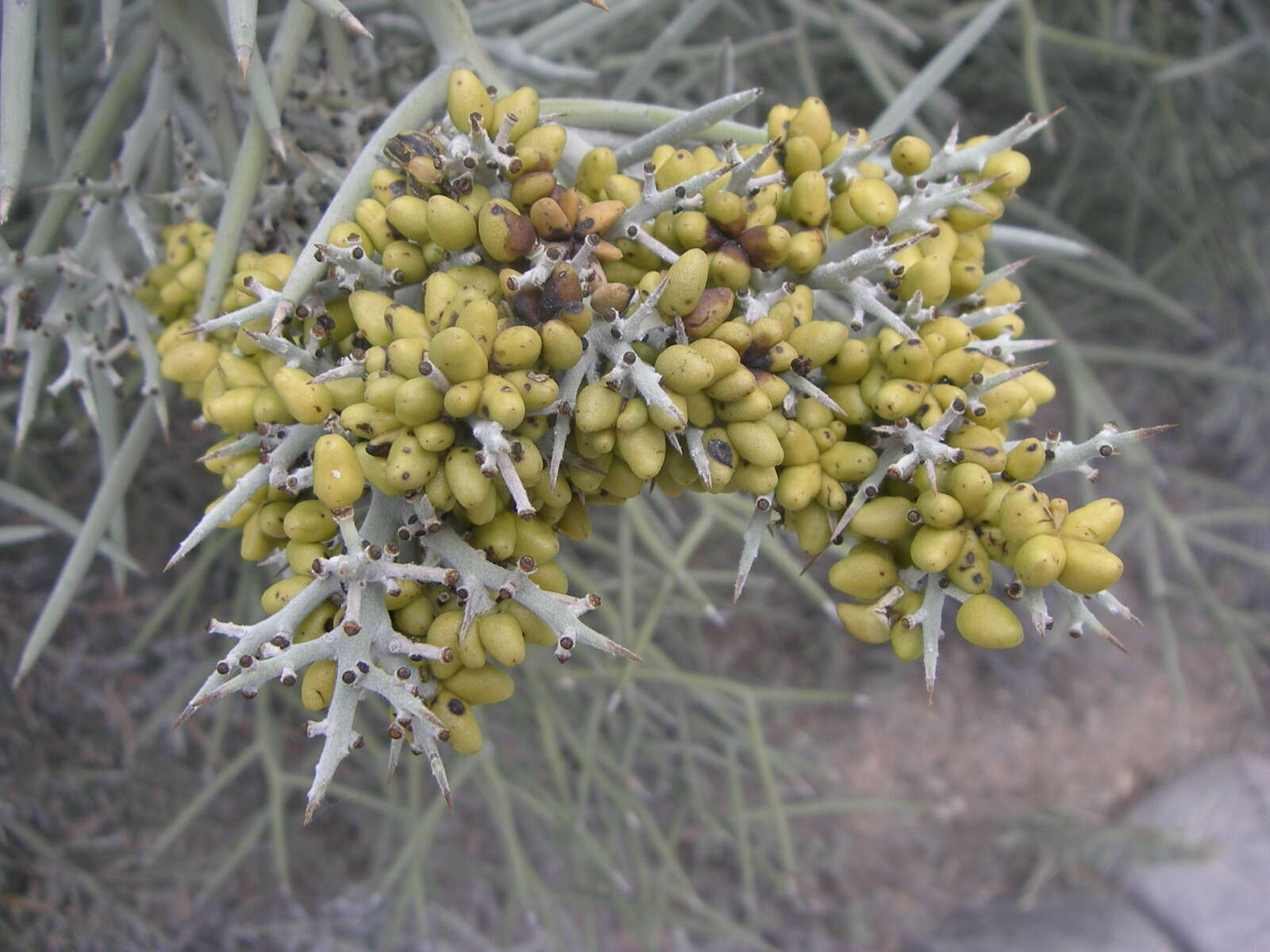 Image of crucifixion thorn