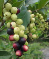 Image of Tassel berry