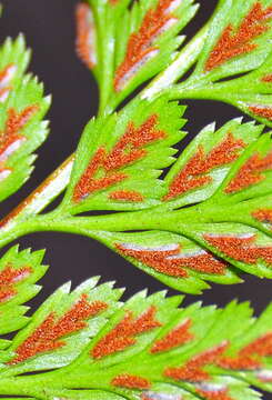 Image of spleenwort