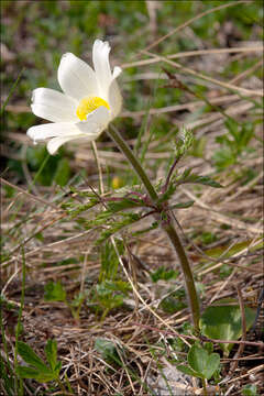 Image of alpine anemone